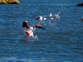 Flamenco comun - Phoenicopterus roseus - Flamenc comu