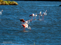 Flamenco comun - Phoenicopterus roseus - Flamenc comu