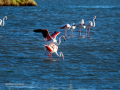 Flamenco comun - Phoenicopterus roseus - Flamenc comu