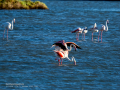 Flamenco comun - Phoenicopterus roseus - Flamenc comu