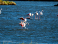 Flamenco comun - Phoenicopterus roseus - Flamenc comu