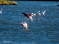Flamenco comun - Phoenicopterus roseus - Flamenc comu