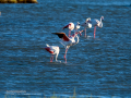 Flamenco comun - Phoenicopterus roseus - Flamenc comu