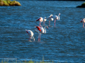 Flamenco comun - Phoenicopterus roseus - Flamenc comu