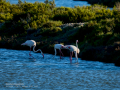 Flamenco comun - Phoenicopterus roseus - Flamenc comu