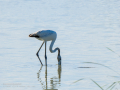 Flamenco comun - Phoenicopterus roseus - Flamenc comu