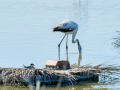 Flamenco comun - Phoenicopterus roseus - Flamenc comu