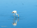 Flamenco comun - Phoenicopterus roseus - Flamenc comu