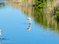 Flamenco comun - Phoenicopterus roseus - Flamenc comu