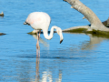 Flamenco comun - Phoenicopterus roseus - Flamenc comu