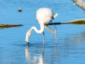 Flamenco comun - Phoenicopterus roseus - Flamenc comu
