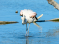 Flamenco comun - Phoenicopterus roseus - Flamenc comu