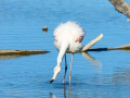 Flamenco comun - Phoenicopterus roseus - Flamenc comu