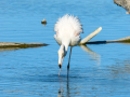 Flamenco comun - Phoenicopterus roseus - Flamenc comu