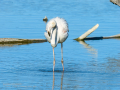 Flamenco comun - Phoenicopterus roseus - Flamenc comu