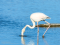 Flamenco comun - Phoenicopterus roseus - Flamenc comu