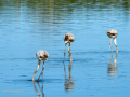 Flamenco comun - Phoenicopterus roseus - Flamenc comu