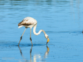 Flamenco comun - Phoenicopterus roseus - Flamenc comu