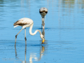 Flamenco comun - Phoenicopterus roseus - Flamenc comu