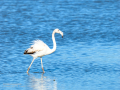 Flamenco comun - Phoenicopterus roseus - Flamenc comu