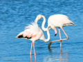 Flamenco comun - Phoenicopterus roseus - Flamenc comu