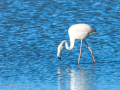 Flamenco comun - Phoenicopterus roseus - Flamenc comu