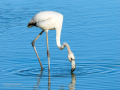 Flamenco comun - Phoenicopterus roseus - Flamenc comu