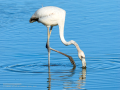 Flamenco comun - Phoenicopterus roseus - Flamenc comu