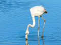 Flamenco comun - Phoenicopterus roseus - Flamenc comu