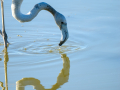 Flamenco comun - Phoenicopterus roseus - Flamenc comu