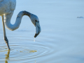 Flamenco comun - Phoenicopterus roseus - Flamenc comu