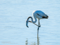 Flamenco comun - Phoenicopterus roseus - Flamenc comu