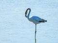 Flamenco comun - Phoenicopterus roseus - Flamenc comu