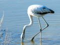 Flamenco comun - Phoenicopterus roseus - Flamenc comu
