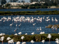 Flamenco comun - Phoenicopterus roseus - Flamenc comu