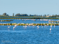 Flamenco comun - Phoenicopterus roseus - Flamenc comu