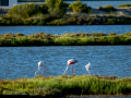 Flamenco comun - Phoenicopterus roseus - Flamenc comu