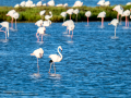 Flamenco comun - Phoenicopterus roseus - Flamenc comu