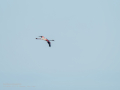 Flamenco comun - Phoenicopterus roseus - Flamenc comu
