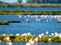 Flamenco comun - Phoenicopterus roseus - Flamenc comu