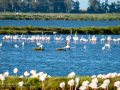 Flamenco comun - Phoenicopterus roseus - Flamenc comu