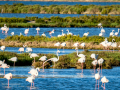 Flamenco comun - Phoenicopterus roseus - Flamenc comu