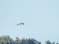 Flamenco comun - Phoenicopterus roseus - Flamenc comu