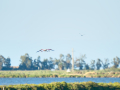 Flamenco comun - Phoenicopterus roseus - Flamenc comu