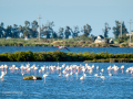 Flamenco comun - Phoenicopterus roseus - Flamenc comu