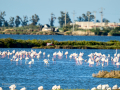 Flamenco comun - Phoenicopterus roseus - Flamenc comu