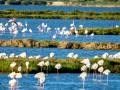 Flamenco comun - Phoenicopterus roseus - Flamenc comu