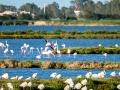 Flamenco comun - Phoenicopterus roseus - Flamenc comu