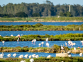Flamenco comun - Phoenicopterus roseus - Flamenc comu