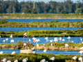 Flamenco comun - Phoenicopterus roseus - Flamenc comu